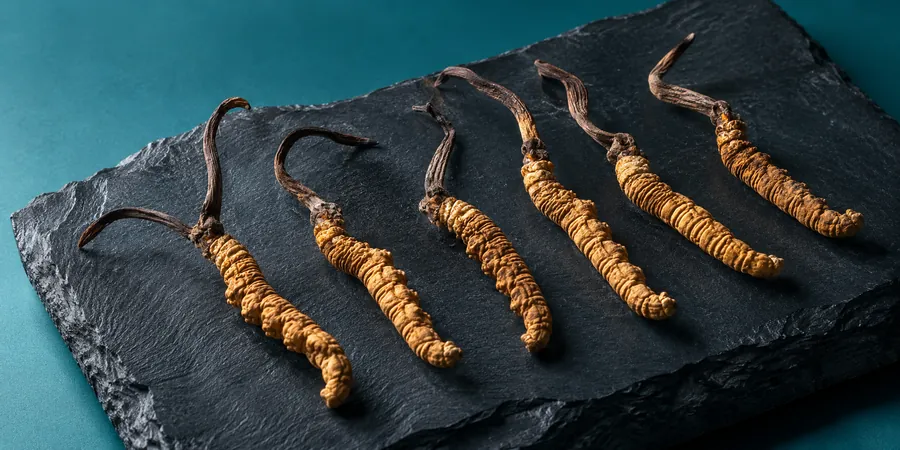 Getrockneter Chinesischer Raupenpilz auf einer Schieferplatte