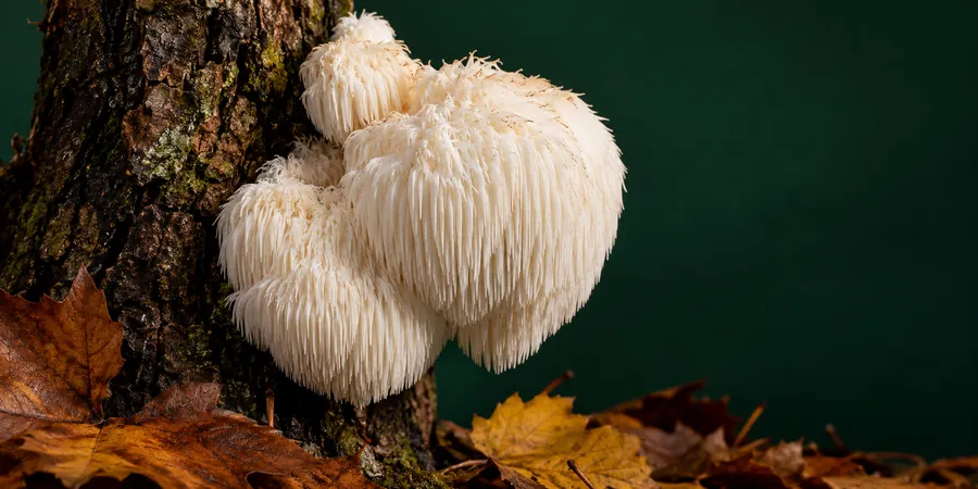 Ein Igelstachelbart wächst an einem Baumstamm im Wald